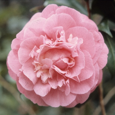 Fragrant Girl